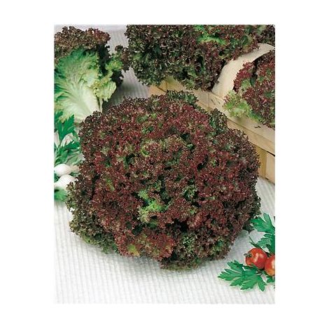 LAITUE LOLLO ROSSA - 3 G - Salades à couper