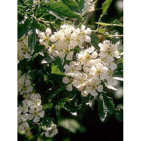 Aubépine, épine blanche Pot de 4L/5L