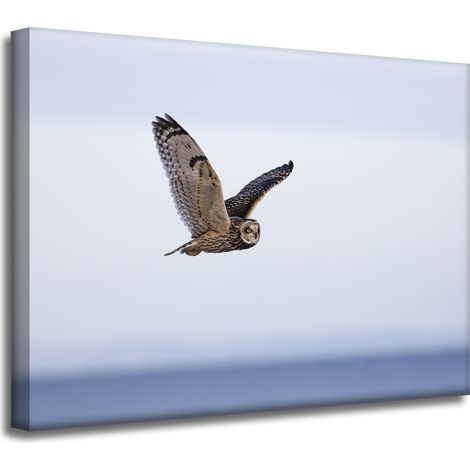 Leinwanddruck Tiere Eule im Flug 40x30 cm