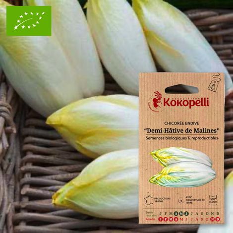 Chicorée Endive De Malines- Graines bio à semer (1/2)