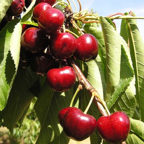 Cerisier Bigarreau Burlat – Arbre fruitier 2 ans – Hauteur 120/150 cm – Pot de 10L – Fleurs blanches, fruits rouges sucrés – Clematite.Net (1/5)