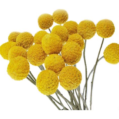 20 tiges de fleurs séchées naturelles - Craspedia/Billy Balls (1/5)