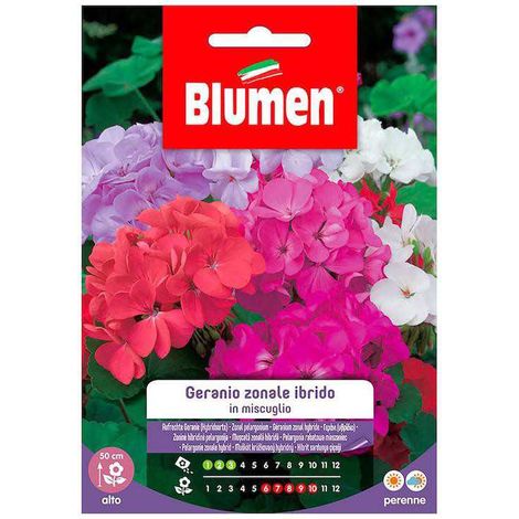 Hybride zonale gemischte Geraniensamen im Beutel