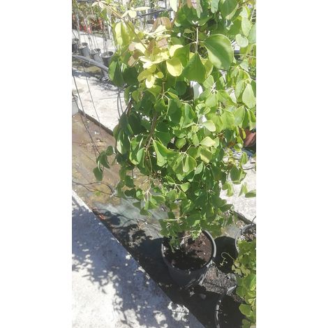 Kennedia v25