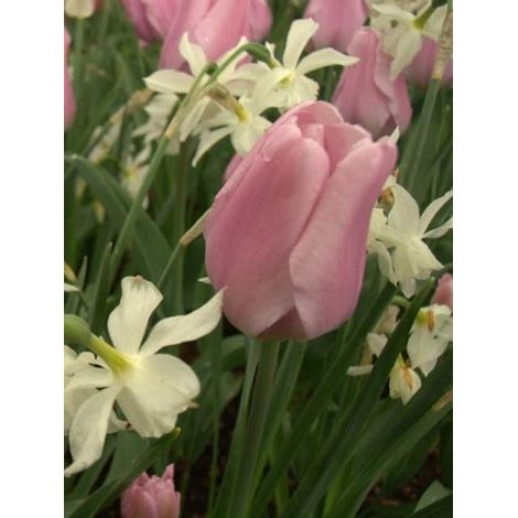 Tulipe triomphe 'Synaeda Amor' Bulbe calibre 12+ (par 10) (1/2)