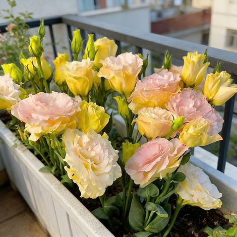 Semillas de Lisianthus Champagne (1000 uds) – Eustoma Flor Refinada, Floración Larga, Fácil de Cultivar en Macetas y Jardín (1/5)