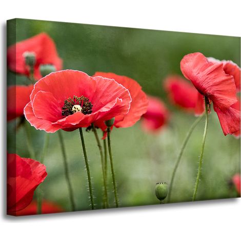 Stampa su tela Botanica Papaveri Rossi 70x50 cm Fiori Flora