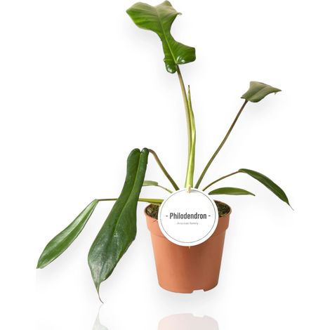 Gardenaria Philodendron 'Joepii' - Pianta da interno ornamentale - Altezza: 40 cm (vaso 12) (1/5)