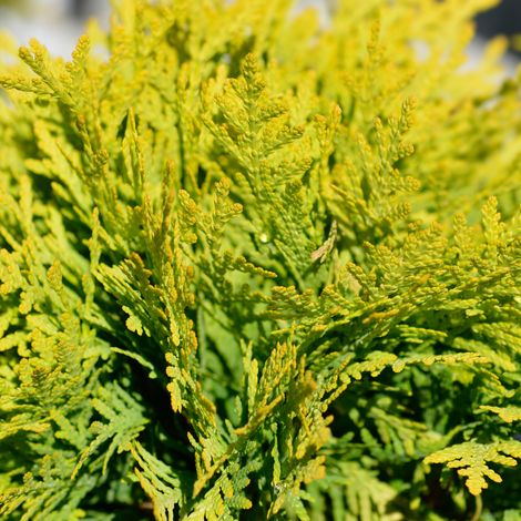 Thuya occidental Mirjam - Thuja occidentalis Mirjam 20/40cm Pot 5L
