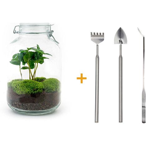 Kit Terrarium DIY Coffea Arabica Écosystème Autonome avec Bocal en Verre et Outils H 28 cm - PANGIVO (1/4)