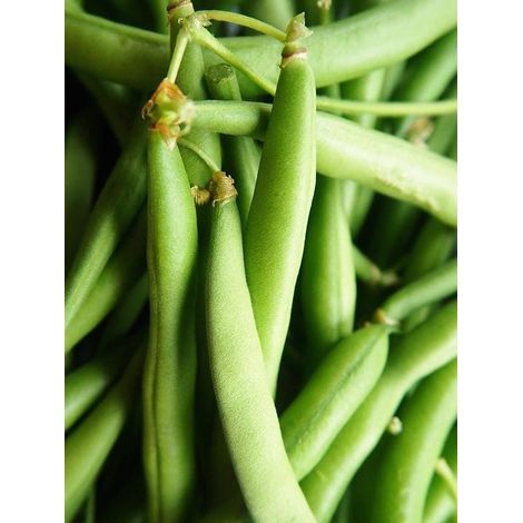 Haricot 'Sansoucy' le sachet de 250 graines (90g)