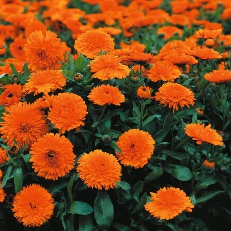 Souci 500 pcs – Fleur Mellifère – Jardin Extérieur (1/4)