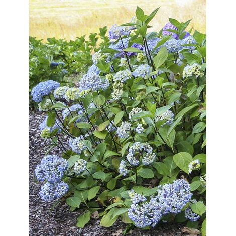 Hortensia Pot de 2L/3L