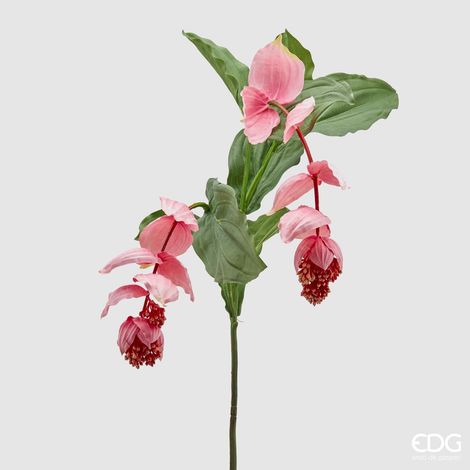EDG Ramo Medinilla Bell Rosa H 131 cm (1/3)