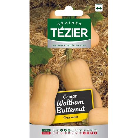 Tezier - Courge Waltham Butternut