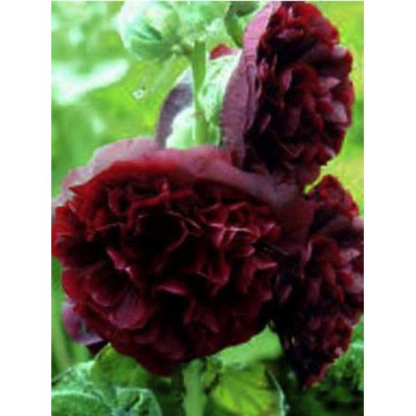 Rose trémière double 'Chater's Purple' Godet de 8/9 cm (1/3)
