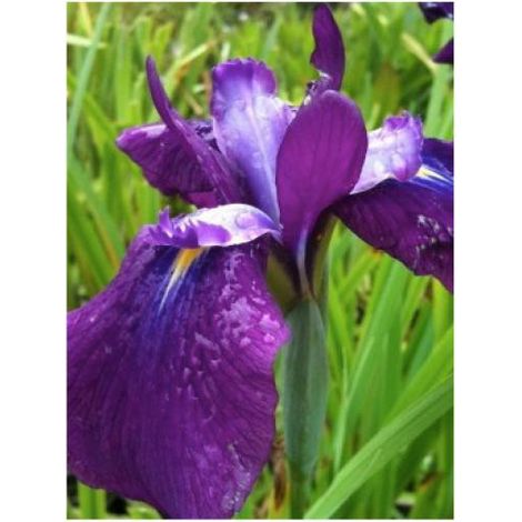 Iris japonais 'Amethyst' Godet de 8/9 cm