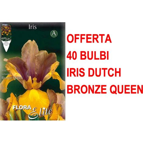 OFFERTA 40 BULBI IRIS HOLLANDICA BRONZE QUEEN BULBS BULBES
