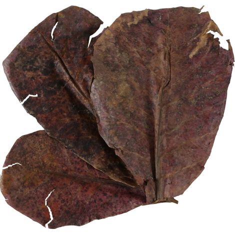 Catappa lot de 14 feuilles de badamier de plus de 20 cm - zolux