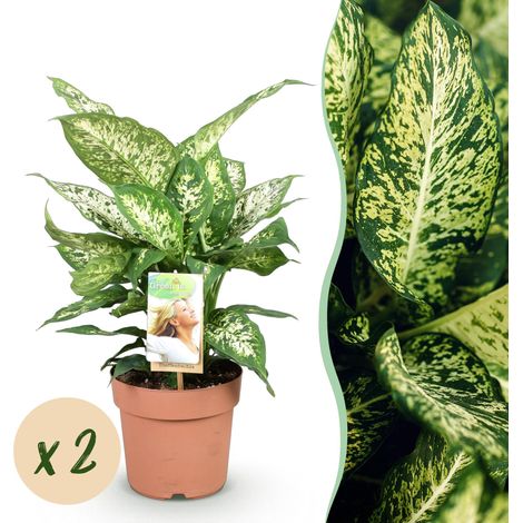 Lot de 2 Dieffenbachia Compacta - Plantes d'Intérieur Panachées - Pot Ø 17 cm - Hauteur 45-50 cm - PANGIVO (1/5)