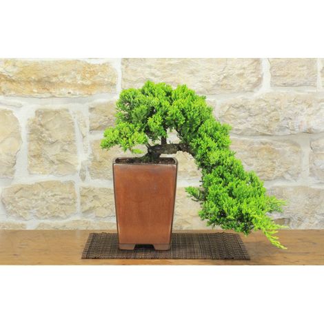 Bonsai di Ginepro Procumbens (26) (1/5)
