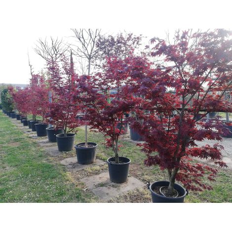 Acero rosso giapponese "Acer palmatum Fireglow" FG1 pianta in mastello ø55 cm h. 180/200 cm (1/5)