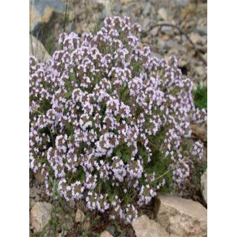 Thym commun Godet de 7/8 cm (1/2)
