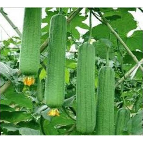 Graines de Luffa – 1 g (environ 10 graines) – Légume Grimpant – Culture en Pleine Terre ou Pot (1/5)