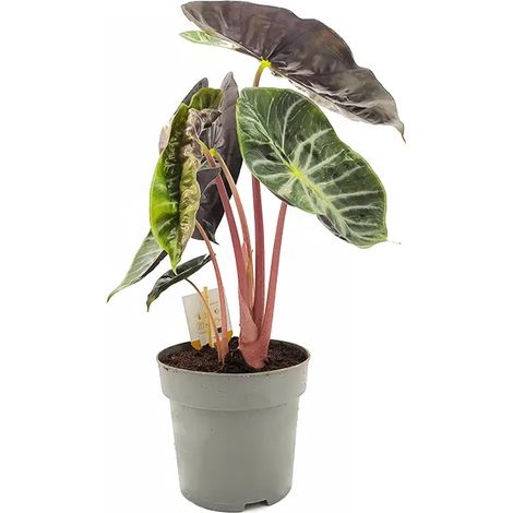 Alocasia Pink Dragon Vaso 17 – Pianta tropicale compatta elegante (1/4)