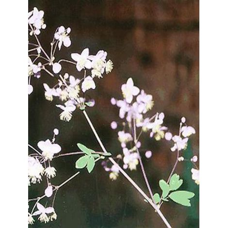 Pigamon de Delavayi 'Album' Godet de 8/9 cm (1/2)
