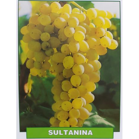 Uva Sultanina - pianta di 3 anni
