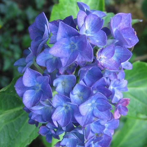 Hortensia  - Hydrangea macrophylla 'Blauer Zwerg'  - 25-30 cm pot