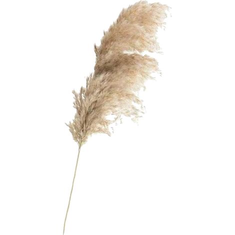 20 pièces de décoration en herbe de la pampa séchée, fleurs séchées de 55 cm, pour la décoration intérieure, la photographie, les mariages (brun) (1/5)