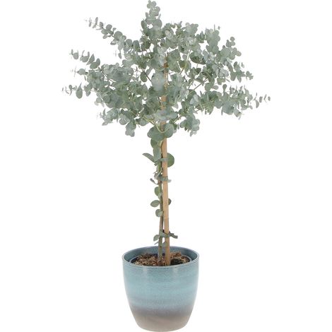 Eucalyptus Gunnii con Vaso in Ceramica Ocean - Alberello di Eucalipto - H 70-80 Vaso Ø 15 cm