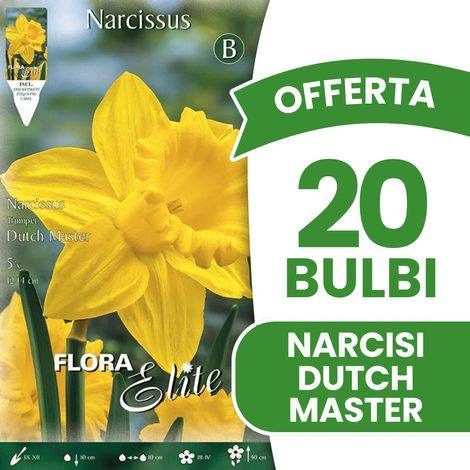 OFFERTA 20 BULBI PRIMAVERILI NARCISO TRUMPET DUTCH MASTER BULBI BULBS