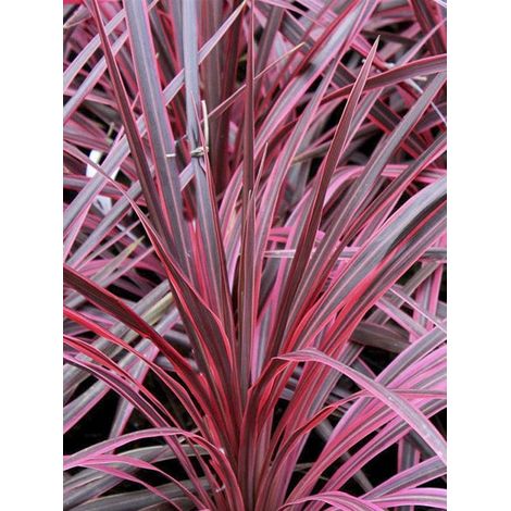 Cordyline australe 'Cherry Sensation' Pot de 6L/7L