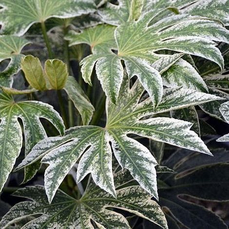 1 PIANTA DI FATSIA JAPONICA GREEN SPIDER ARALIA VASO 24CM da interno