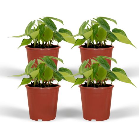 Philodendron Scandens Brasil - Lot de 4 Plantes Vertes d'Intérieur - Pot Ø12cm - 15cm - PANGIVO (1/5)
