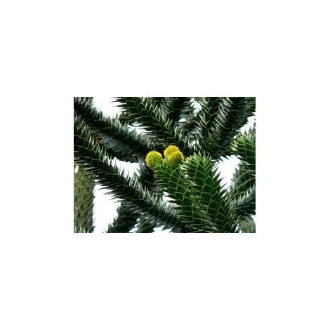 Vivaio Garden Forest – Araucaria araucana imbricata conifère 19cm – Hauteur 25cm – Feuillage persistant – Résistant au froid pour jardins élégants