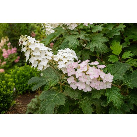 Gardenaria Ortensia - Hydrangea Quercifolia 'Applause' - Pianta acidofila ornamentale da esterno - Altezza: 40/50 cm (vaso19) (1/2)