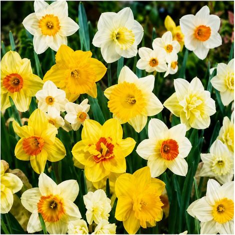 Narcisses en mélange Sgaravatti 25 bulbes, différentes formes et couleurs pour une floraison printanière variée - NAR80 (1/3)
