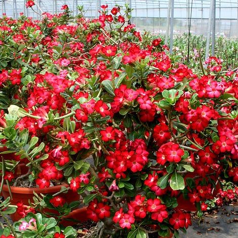 Adenium obesum cv "Super Satisfactory" - rosa del deserto - vaso quadro 7x7x8 cm