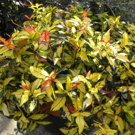Jasmin étoilé Summer Sunset/Pot de 1,5L - Tuteur bambou 30/60 cm