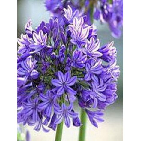 Agapanthe 'Dr Brouwer' Godet de 8/9 cm (1/3)