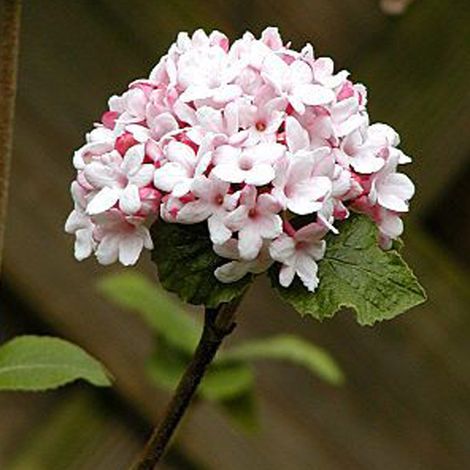 Viorne de Carle  - Viburnum carlesii 'Aurora'  - 50-60 cm pot