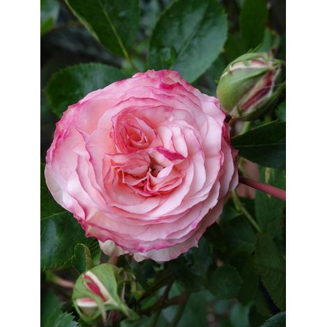 Rosier grimpant 'Mini Eden Rose' Pot de 4L/5L (1/3)