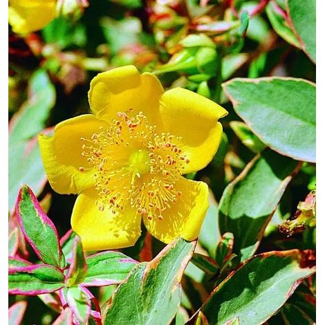 Gardenaria Hypericum moserianum 'Tricolor' - Arbusto ornamentale da giardino - Altezza: 30/35 cm (vaso19)