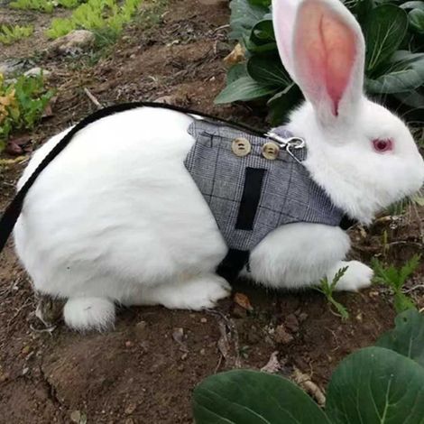 Harnais pour lapin avec laisse - VVIKIZY - Style gentleman - Rose - Petit - Rongeur (1/4)