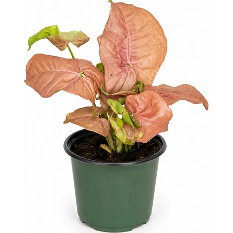 Gardenaria Syngonium 'Neon' - Pianta da interno ornamentale - Altezza: 25 cm (vaso 12) (1/3)