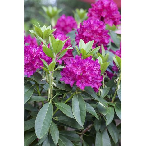 Rhododendron 'Renata' Rhododendron Hybr.'Renata' C 5 30- 40 (1/2)